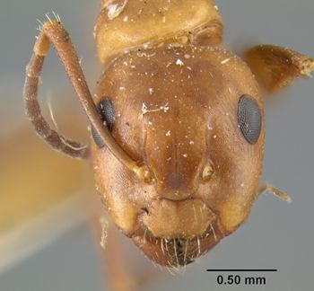 Media type: image;   Entomology 21522 Aspect: head frontal view